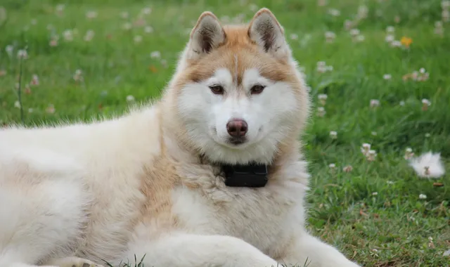 Rastreador de Seguros de Perros Akita Inu