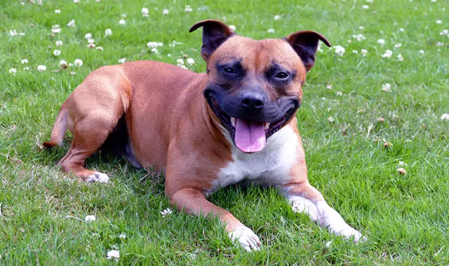 Rastreador de Seguros de Perros American Staffordshire Terrier