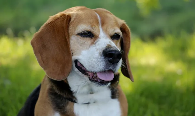 Rastreador de Seguros de Perros Basset Hound
