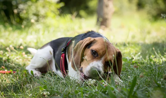 Rastreador de Seguros de Perros Beagle