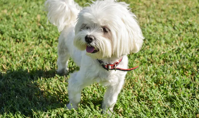 Rastreador de Seguros de Perros Bichón Maltés