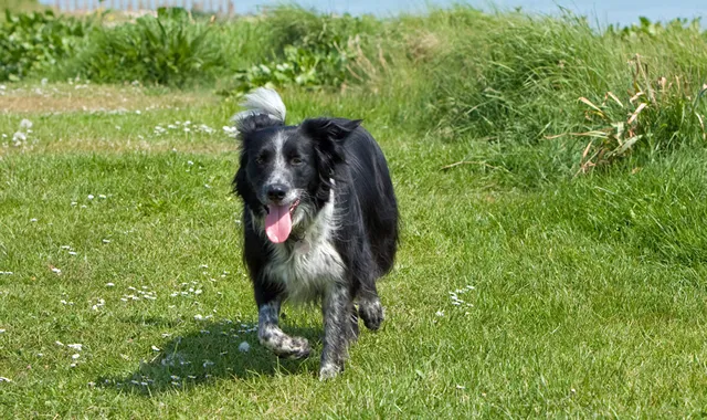 Rastreador de Seguros de Perros Border Collie