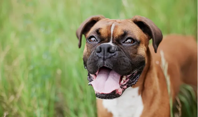 Rastreador de Seguros de Perros Boxer