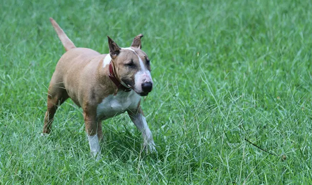 Rastreador de Seguros de Perros Bull Terrier