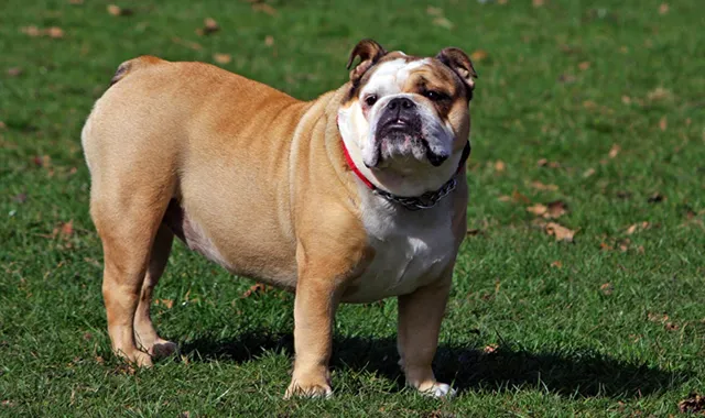 Rastreador de Seguros de Perros Bulldog Inglés