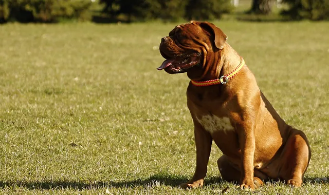 Rastreador de Seguros de Perros Bullmastiff