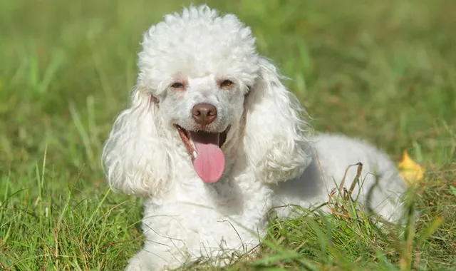 Rastreador de Seguros de Perros Caniche