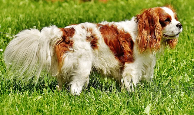 Rastreador de Seguros de Perros Cavalier King Charles Spaniel