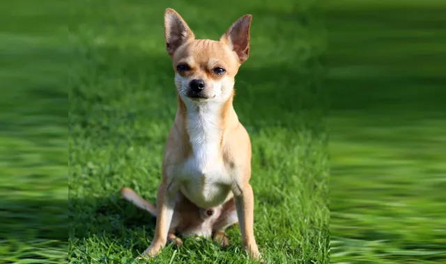 Rastreador de Seguros de Perros Chihuahua