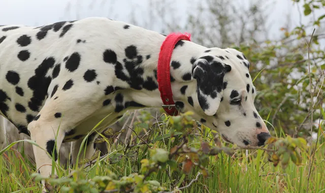 Rastreador de Seguros de Perros Dalmata