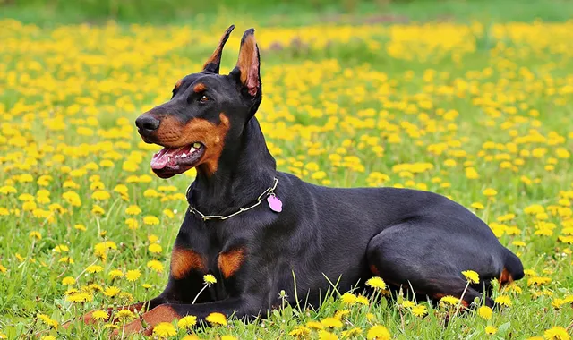 Rastreador de Seguros de Perros Doberman