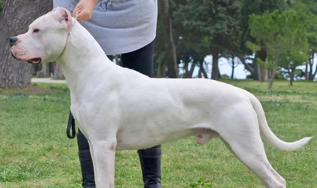 Rastreador de Seguros de Perros Dogo Argentino