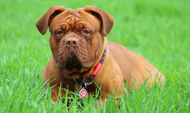 Rastreador de Seguros de Perros Dogo de Burdeos