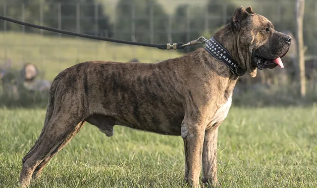 Rastreador de Seguros de Perros Dogo Canario