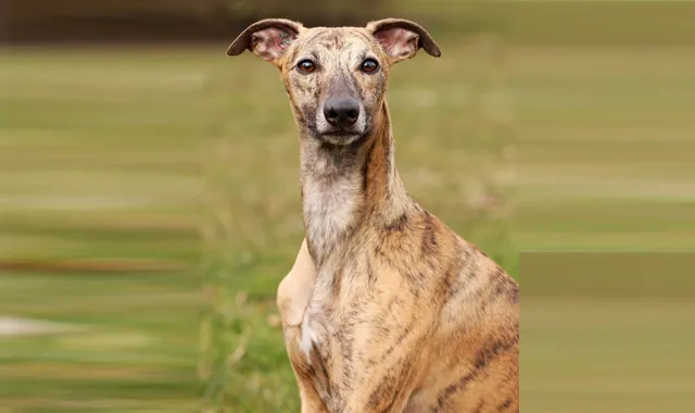 Rastreador de Seguros de Perros Galgo Español