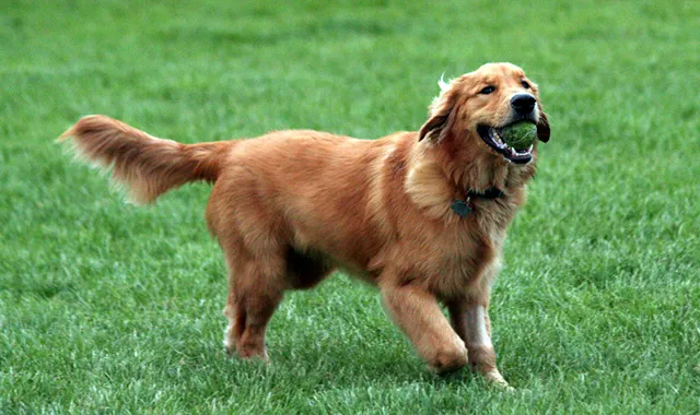 Rastreador de Seguros de Perros Golden Retriever