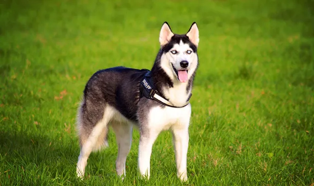 Rastreador de Seguros de Perros Husky Siberiano