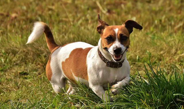 Rastreador de Seguros de Perros Jack Russell Terrier