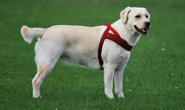 Rastreador de Seguros de Perros Labrador Retriever