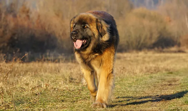 Rastreador de Seguros de Perros Leonberger
