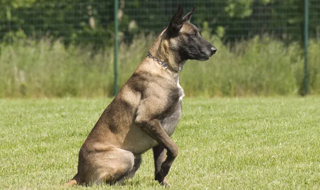 Rastreador de Seguros de Perros Pastor Belga Malinois