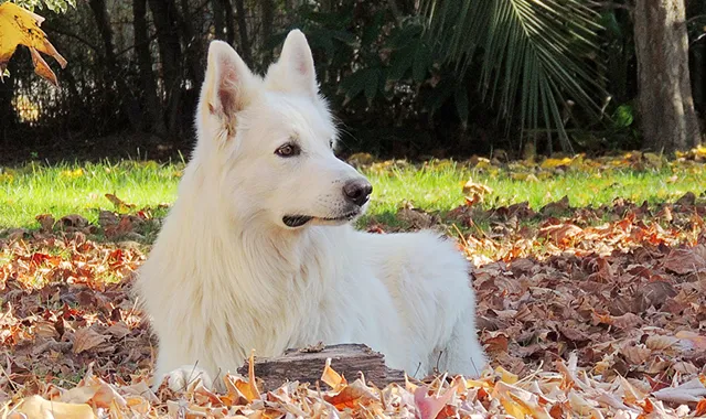 Rastreador de Seguros de Perros Pastor Blanco Suizo