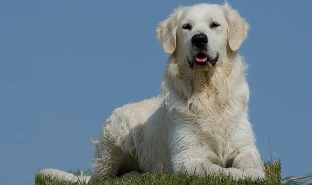 Rastreador de Seguros de Perros Pastor de los Pirineos