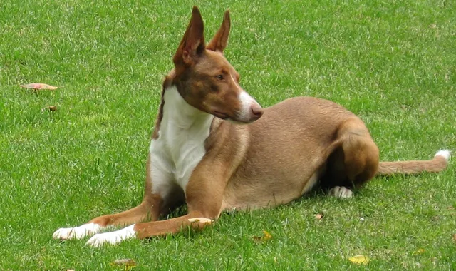 Rastreador de Seguros de Perros Podenco Ibicenco