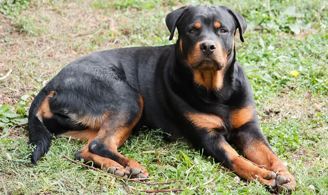 Rastreador de Seguros de Perros Rottweiler