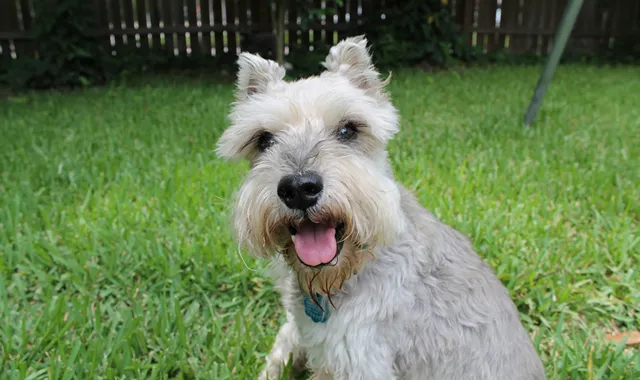 Rastreador de Seguros de Perros Schnauzer Miniatura
