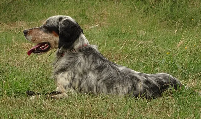 Rastreador de Seguros de Perros Setter Inglés