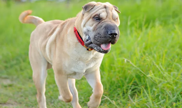 Rastreador de Seguros de Perros Shar Pei