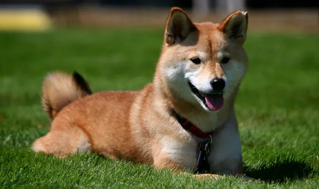 Rastreador de Seguros de Perros Shiba Inu