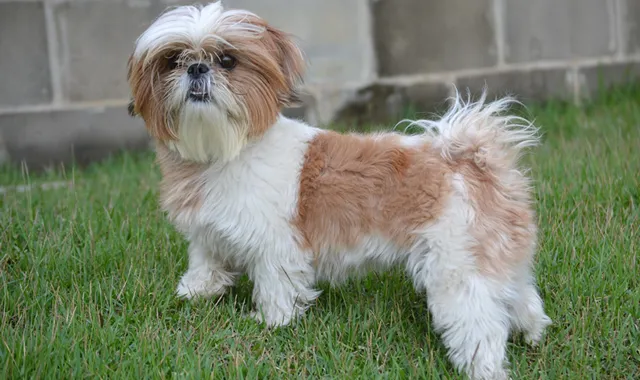 Rastreador de Seguros de Perros Shih Tzu