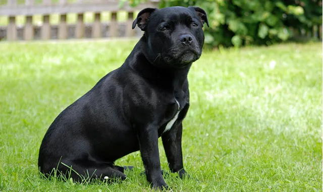 Rastreador de Seguros de Perros Staffordshire Bull Terrier