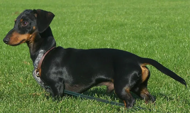 Rastreador de Seguros de Perros Teckel