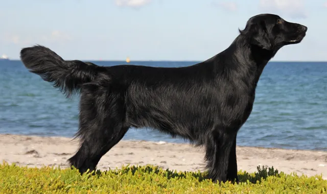 Rastreador de Seguros de Perros Terranova