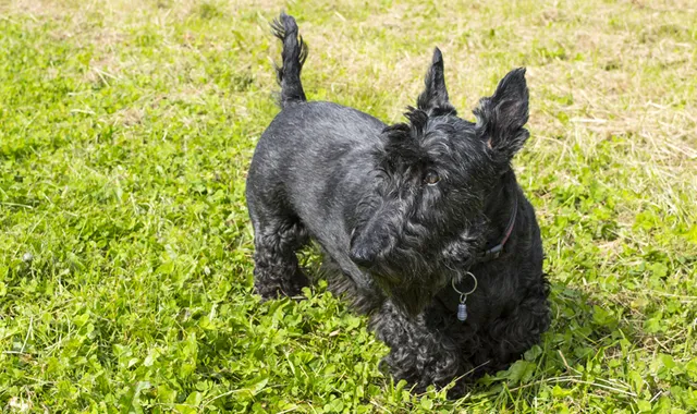 Rastreador de Seguros de Perros Terrier Escocés