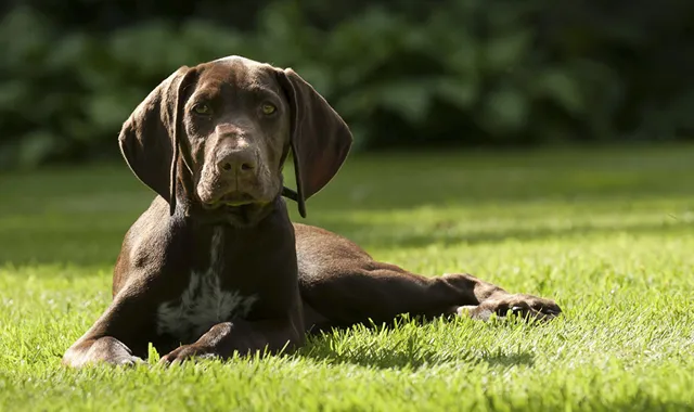 Rastreador de Seguros de Perros Weimaraner
