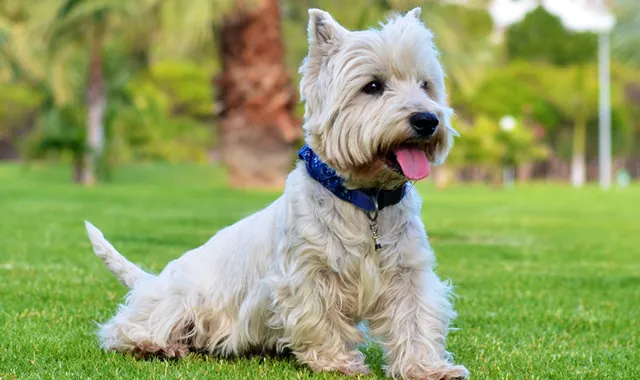 Rastreador de Seguros de Perros West Highland White Terrier