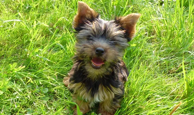 Rastreador de Seguros de Perros Yorkshire Terrier