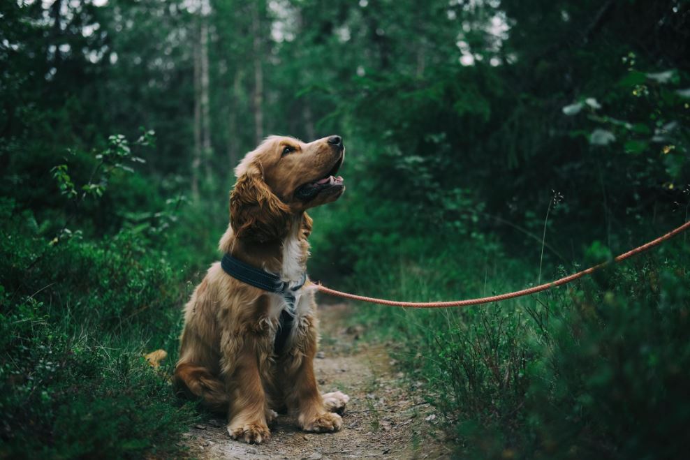 Mejores seguros de mascotas Mejores seguros de mascotas