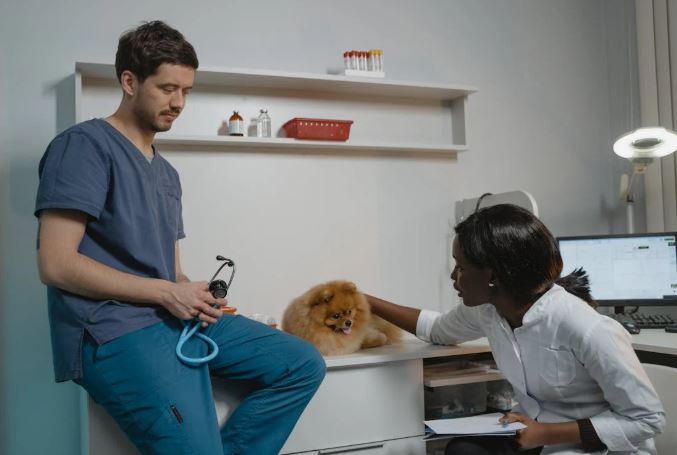 seguros veterinarios para perros